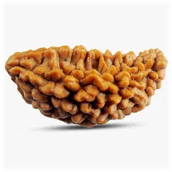 1 Mukhi Rudraksh 